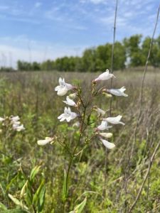 Pollinator Project