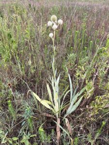 Pollinator Project