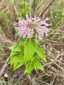 Pollinator Project